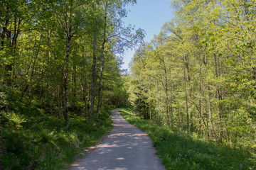 Walking path through a forest in beautiful green midsummer colors. Norway, Scandinavia.