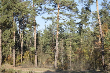 густой смешанный лес    © sashasandro