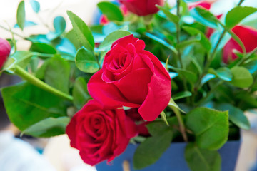 Close-up photo of a red roses bonteque backgrounds. Rose in Valentine's day