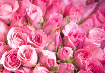 Many roses are arranged in rows.