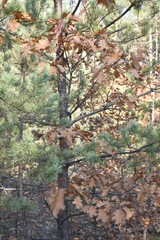 вместе растущие дуб и сосна   © sashasandro