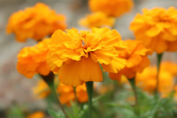 Tagetes flower