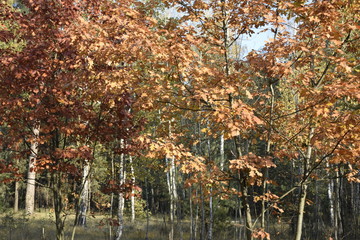 неповторимые цвета осеннего леса    © sashasandro