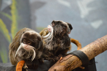 Obraz premium Emperor Tamarins