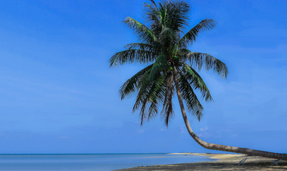 Fototapeta na wymiar The coconut tree on the beach on the sea with blue sky background in the sunny day