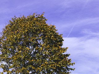 autumnal colorful photo background in october in austria