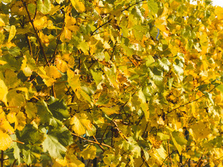 autumnal colorful photo background in october in austria
