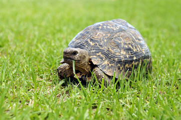 Close Up of a Tortoise on a Lawn Eating Grass
