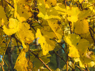 autumnal colorful photo background in october in austria