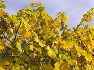 autumnal colorful photo background in october in austria