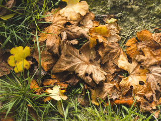 autumnal colorful photo background in october in austria