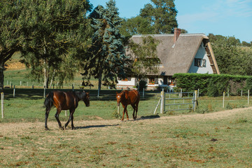 Fototapeta na wymiar Country house with thatched roof and green garden in Normandy, France on a sunny day. Beautiful countryside landscape with horses walking on grass. French lifestyle and typical french architecture