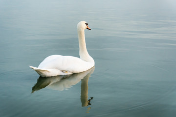 Naklejka premium swan