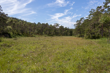 Meadow in the middle of a forest.