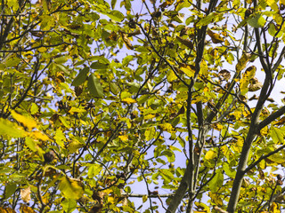 autumnal colorful photo background in october in austria