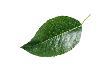 tree leaf