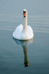 Naklejka premium swan