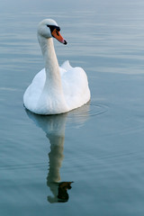 Naklejka premium swan