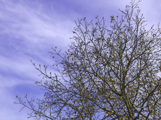 autumnal colorful photo background in october in austria