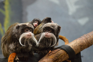 Emperor Tamarins