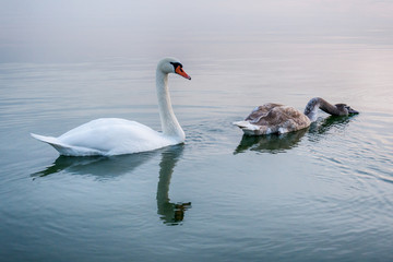 Naklejka premium swan