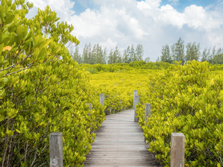 Close up of a wooden bridge of Ceriops Tagal with golden ceramics Tagus background in a mangrove forest located at Prasae, Rayong, Thailand.