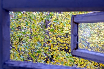 Открытая деревянная форточка во двор с ветками и жёлто зелёными листьями