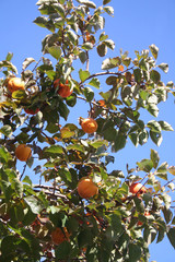 Diospyros kaki. Albero con frutti in autunno