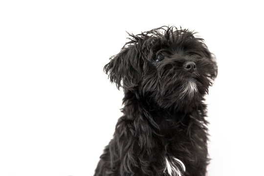 Portrait of cute black dog Morkie or Yorktese or Malkie puppy the