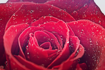 flor rosa efecto vintage