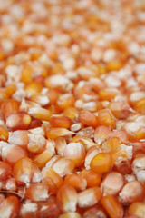 Chicchi di mais o granoturco giallo,. Fuoco selettivo