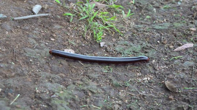 Large millipede crawling on the stalk of grass