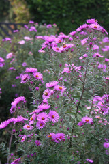 Settembrini. Aster Frikarti viola in giardino 