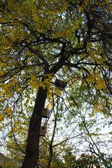 Wooden birdhouses on a tree