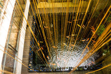 Koi Fish Pond in Bali