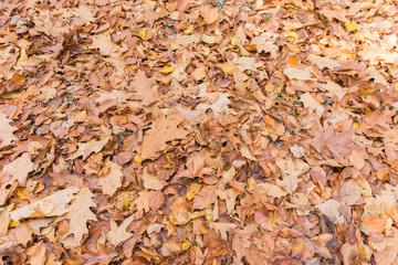 Herbst Hintergrund