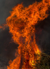 Flames Power during a Forest Fire.