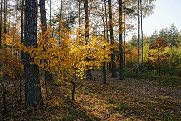 Obraz premium małe drzewo z żółtymi liśćmi w słońcu w lesie sosnowym