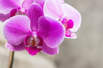 Purple-Orchids-Spring-Blossom