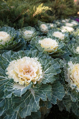 Decorative Cabbage