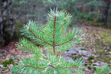 Scots pine tree. Close up.