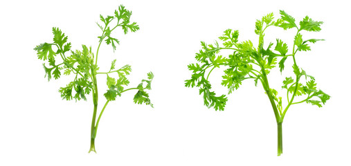 Green coriander leafs isolated on white background with clipping path.