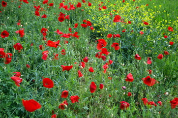 Obraz premium PRATO DI PAPAVERI