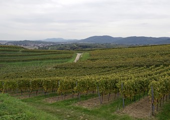 Fototapeta na wymiar view across the vineyards of the Schutterlindenberg in Lahr, Ortenau region of Baden, Germany 