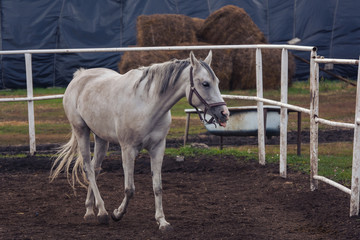 Obraz premium white horse in the Hippodrome