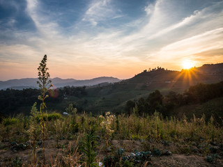 Last moment of the sun leaving the tea plantation at Mon Jam, the northern part of Chiangmai, Thailand.