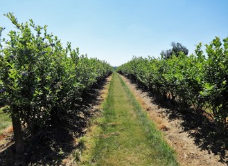 Fototapeta na wymiar Rows of blueberries in summer