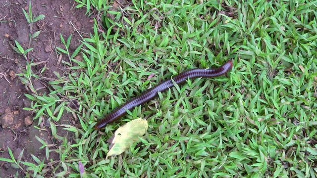 Large millipede crawling on the stalk of grass