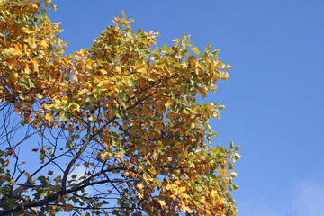 Autumnal Leaves with Blue Sky Background