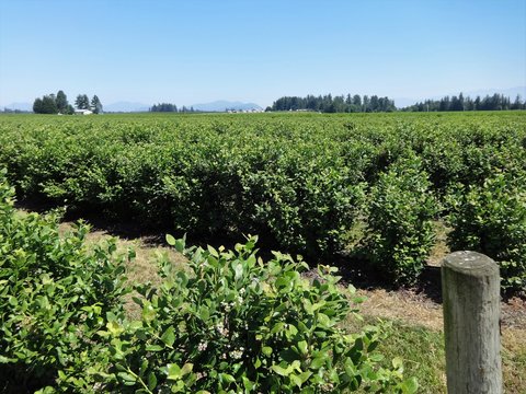 Blueberry field in summer